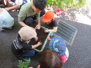 苗植え1