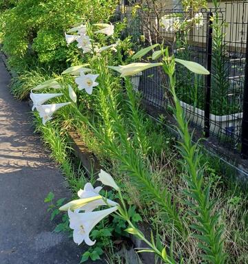 20250617百合