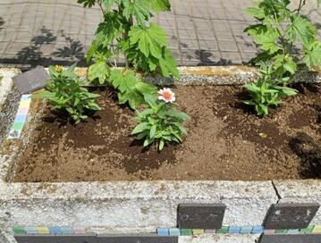 20250620お花植替えなど4