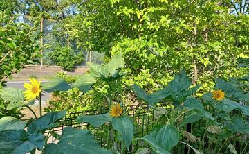 20250724庭のひまわり