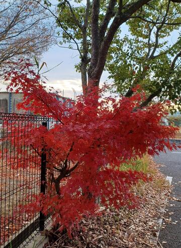20251202紅葉