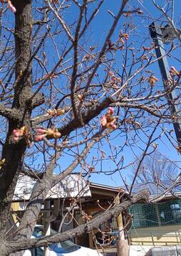 20260219園のさくら