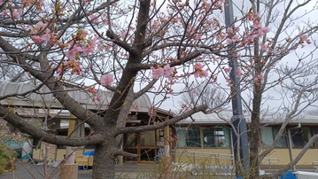 20260224河津桜の開花
