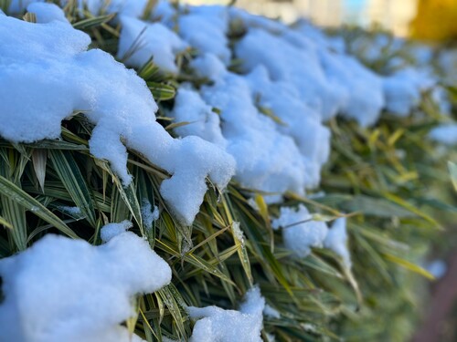 笹に雪