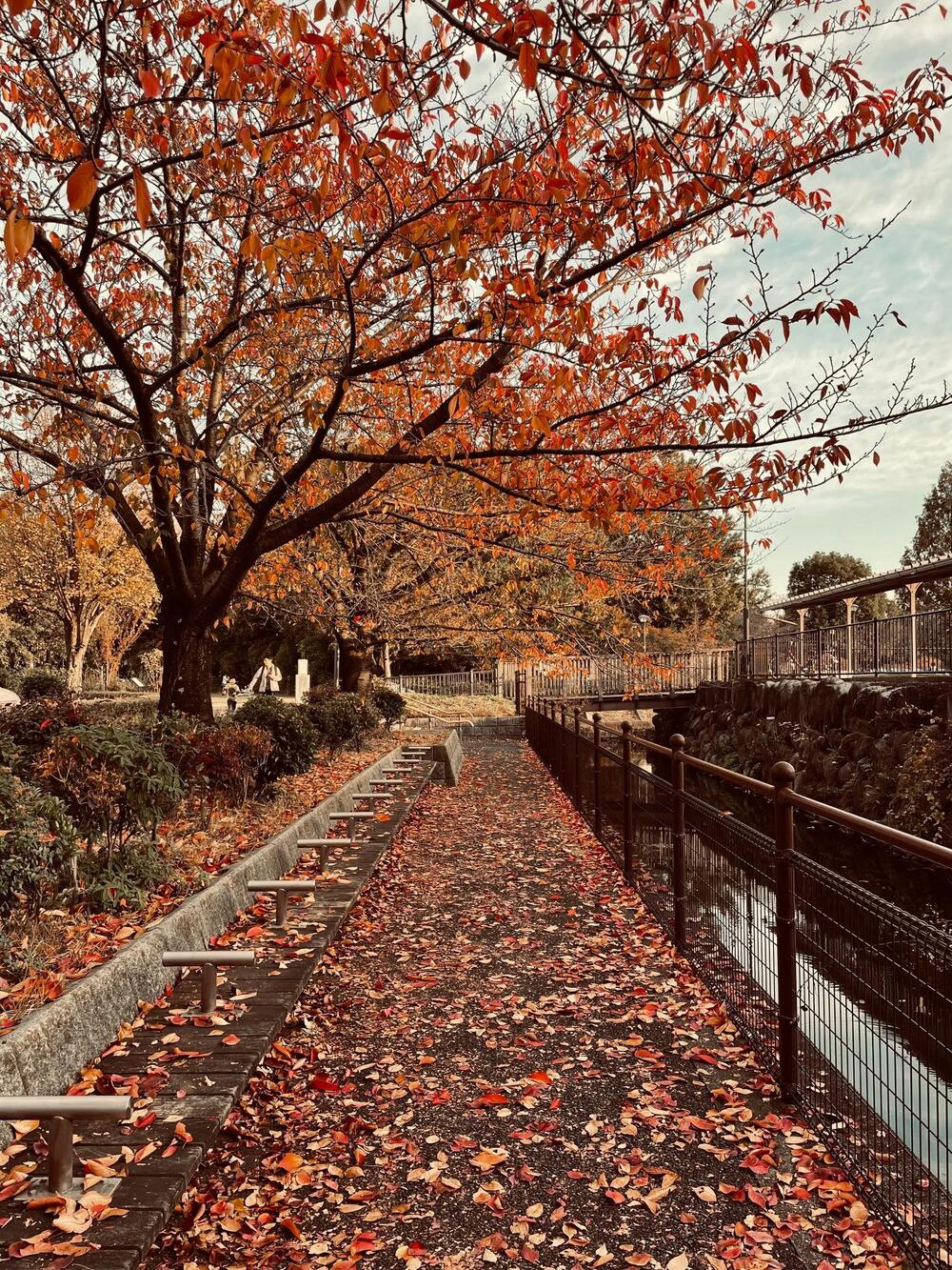 市役所横　2025年11月16日　紅葉絨毯が素晴らしかったです（成清敬次さん（市内在住）撮影）