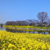 南畑新田　2025年3月22日　ランニングの中継スポット（山本智由さん（市内在住）撮影）