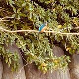 キラリ☆ふじみ脇の堀　2025年12月25日（匿名さん（市内在住）撮影）