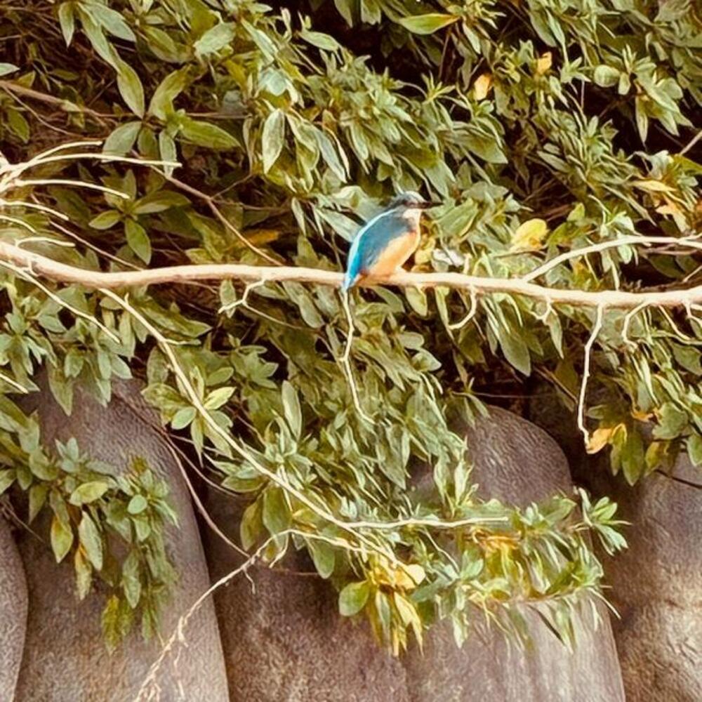 キラリ☆ふじみ脇の堀　2025年12月25日（匿名さん（市内在住）撮影）