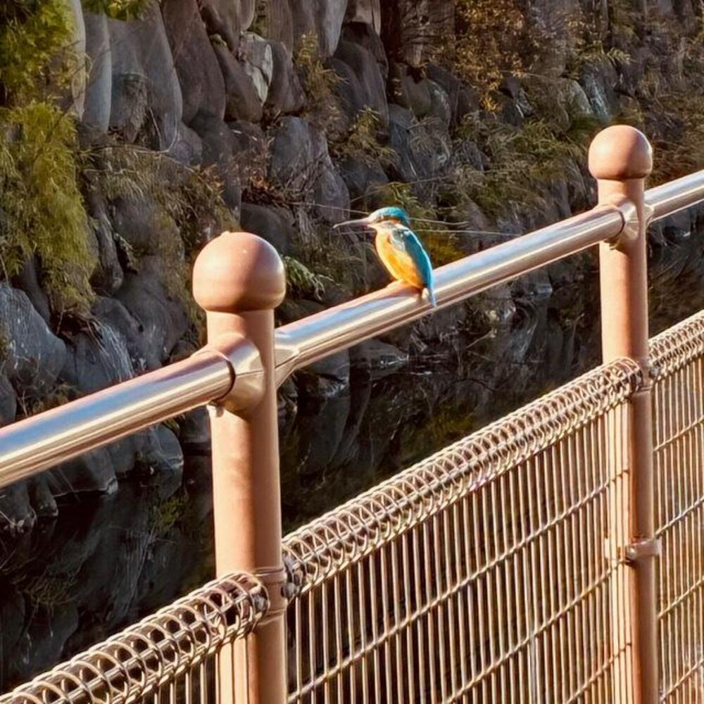 キラリ☆ふじみ脇の堀　2025年12月25日（匿名さん（市内在住）撮影）