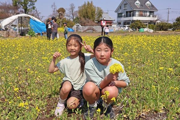 菜の花摘みの様子1