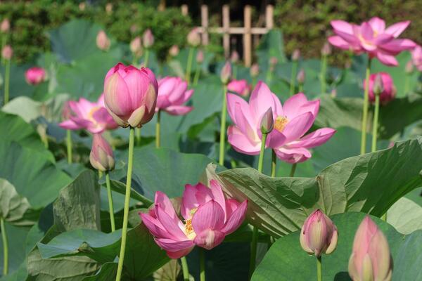 難波田城の蓮の花2