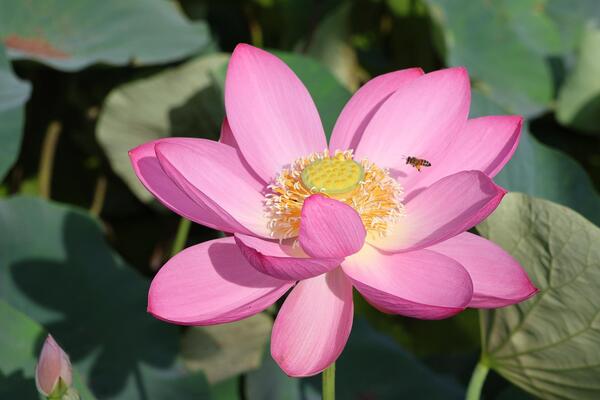 難波田城の蓮の花1