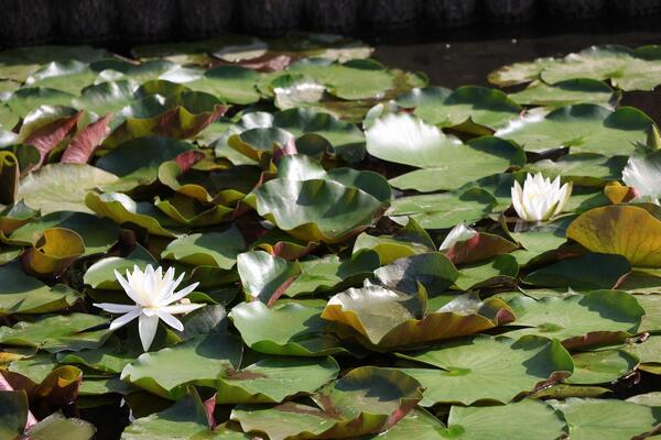 難波田城の睡蓮の花2