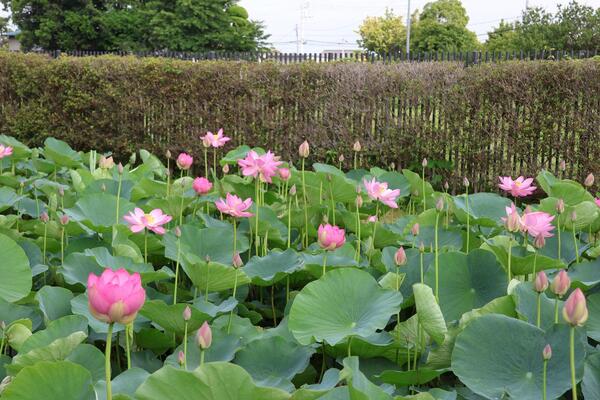 難波田城の蓮の花3