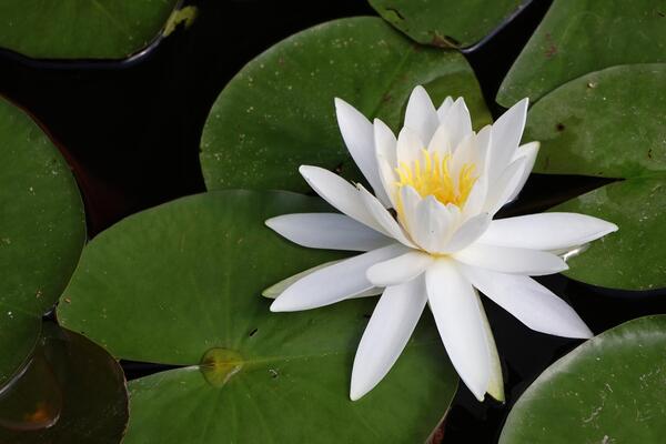 難波田城睡蓮の花1