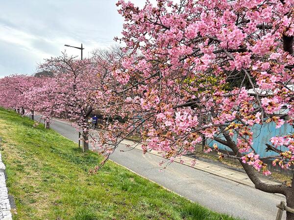 河津桜の写真
